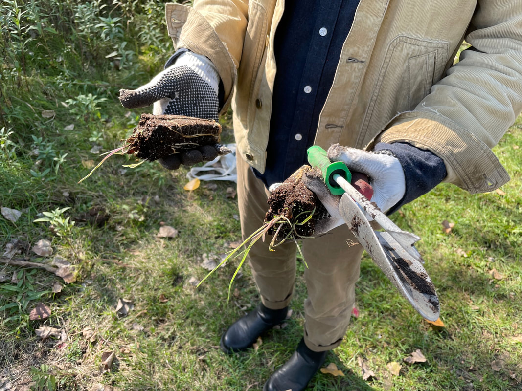 photo of a volunteer's gloved hands holding two plant sprouts and tools above a grassy area.